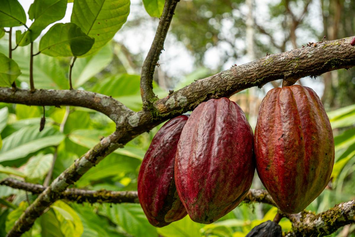 10 Cocoa Butter Skincare Benefits Backed by Science (Plus, How to Actually Use It Without Grease Everywhere)